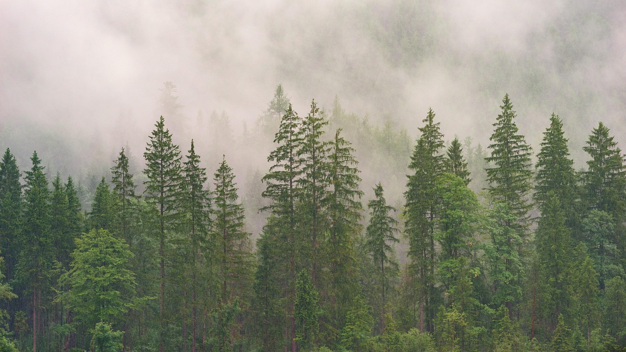 Sapins